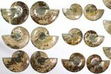 Lot: to Cut/Polished Ammonite Fossil - Pairs #117037-1
